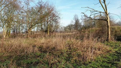 Nature video Stock Footage 123778848