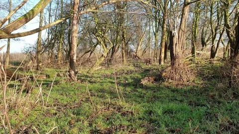 Nature video Stock Footage 123778904