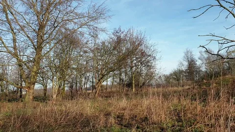 Nature video Stock Footage 123779445