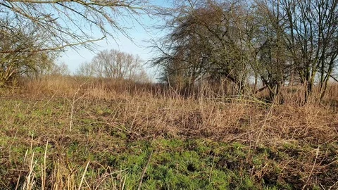 Nature video Stock Footage 123779707