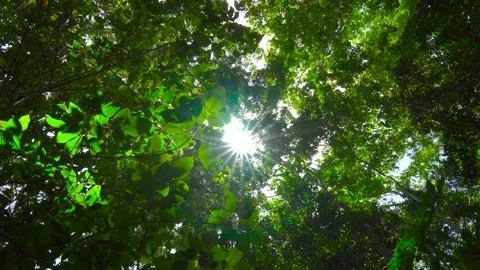 Nature Video green tree light beams through the leaves sunny tree shadow forest Stock Footage 153377632