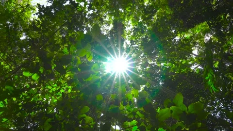 Nature Video green tree light beams through the leaves sunny tree shadow forest Stock Footage 153377645