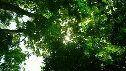 Nature Video green tree light beams through the leaves sunny tree shadow forest Stock Footage 153377652