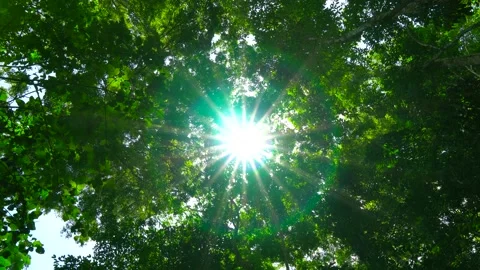 Nature Video green tree light beams through the leaves sunny tree shadow forest Stock Footage 153377654