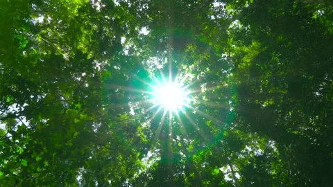 Nature Video green tree light beams through the leaves shadow forest light halo Stock Footage 153377699