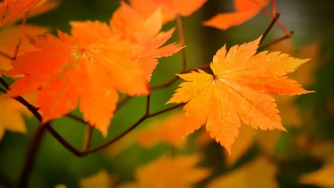 Nature Video Maple leaf or Acer pseudoplatanus. The wind is blowing a Maple l Stock Footage 97875465