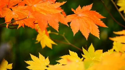 Nature Video Maple leaf or Acer pseudoplatanus. The wind is blowing a Maple l Stock Footage 97876205