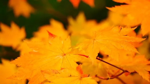 Nature Video Maple leaf or Acer pseudoplatanus. The wind is blowing a Maple l Stock Footage 97876354