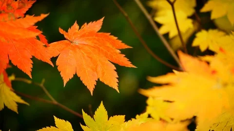 Nature Video Maple leaf or Acer pseudoplatanus. The wind is blowing a Maple l Stock Footage 97876463