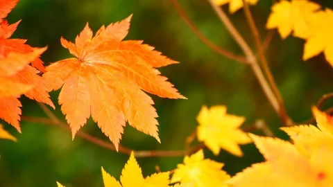 Nature Video Maple leaf or Acer pseudoplatanus. The wind is blowing a Maple l Stock Footage 97880009