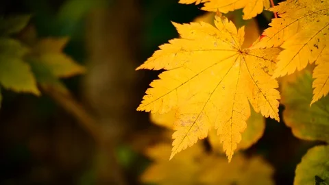 Nature Video Maple leaf or Acer pseudoplatanus. The wind is blowing a Maple l Stock Footage 97880182