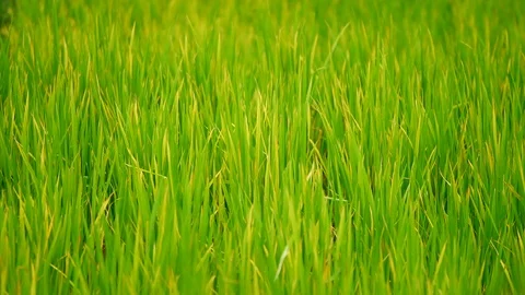 Nature Video The rice fields background during the period of planting rice in Stock Footage 94580731