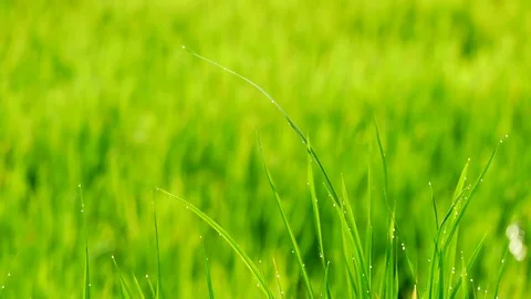 Nature Video The rice fields background during the period of planting rice in Stock Footage 94580997