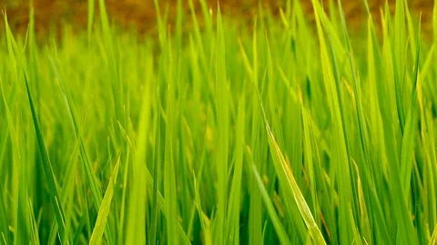 Nature Video The rice fields background during the period of planting rice in Stock Footage 94581287