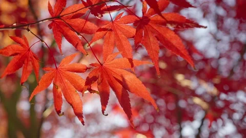 Nature Video Scenario scene close up of colorful maple leaf that is blowing by t Vídeos de archivo 143936737