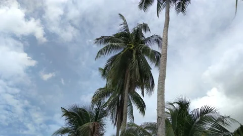 Nature view of 4k Resolution. cloudy sky, The leaves of the coconut tree are  Stock Footage 158897889