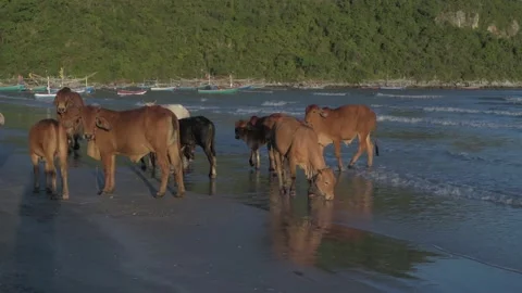 Nature view of 4k Resolution. A herd of cows stands on the beachfront. Stock Footage 197437722
