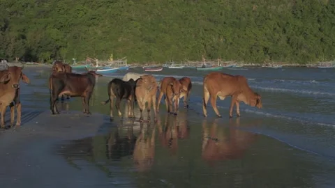 Nature view of 4k Resolution. A herd of cows stands on the beachfront. Stock Footage 200918906