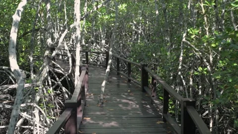 Nature view of 4k Resolution. Scenery while walking around the mangrove fores Stock Footage 154802804