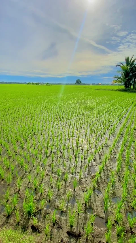 Nature View in Aceh Stock Footage 206618568
