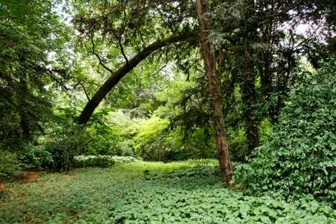 A nature view of an arch of trees in bagatelle garden in paris france Stock Photos
