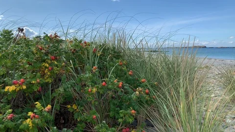 Nature view with Beach Ocean in background - Rhode Island Video stock 115919897
