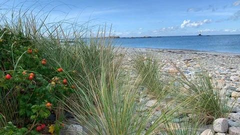 Nature view with Beach Ocean in background - Rhode Island Video stock 115919903