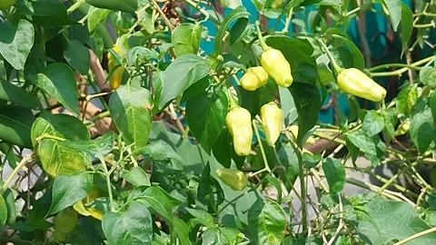 The nature view of Cayenne pepper Capsicum frustecens Stock-Footage 279218674