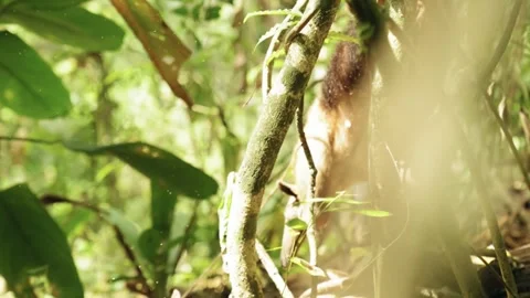 Nature view cinematic 스톡 동영상 243949479