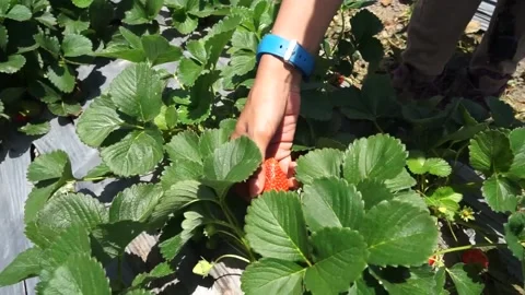 Nature view - closeup shot of hand picking strawberries Stock Footage 204981545