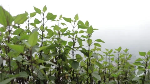 Nature View 스톡 동영상 154231701