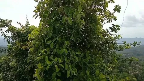 Nature View Video stock 167524008