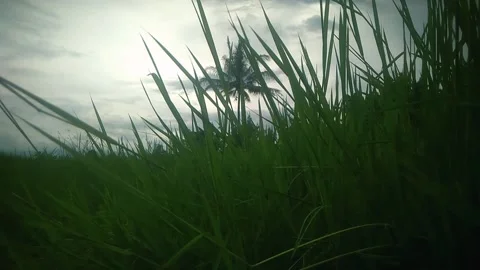 Nature view Stock Footage 169349792