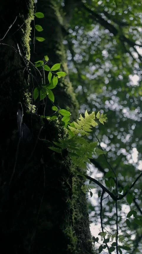 Nature view 動画素材 177311202