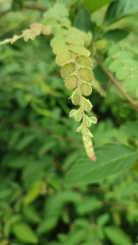 Nature View Stock Footage 219921264