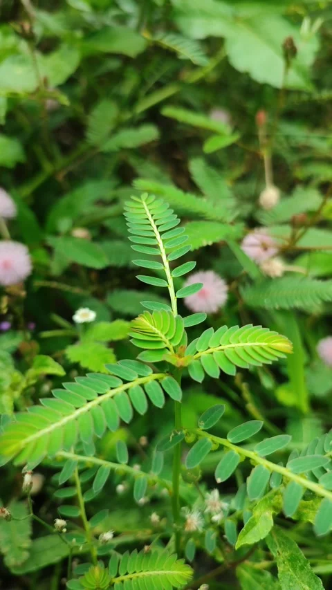 Nature View Stock Footage 219922134