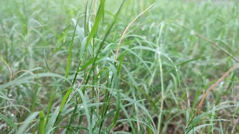 Nature View Stock Footage 219928095
