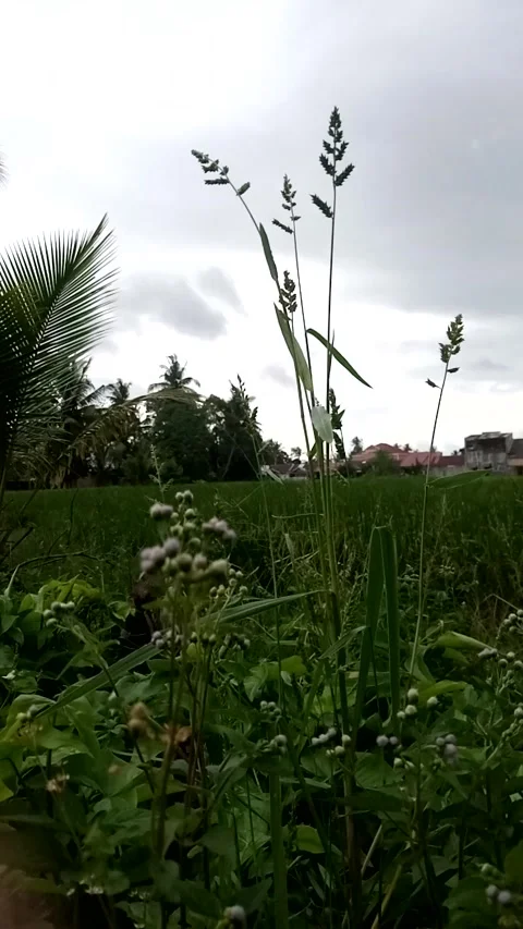 Nature View Stock Footage 222023676