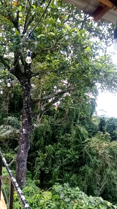 Nature View Stock Footage 222023940