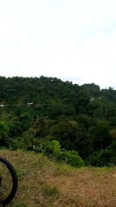 Nature view Stock Footage 222024250