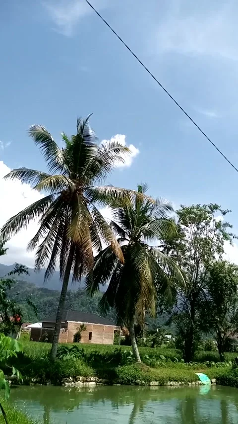 Nature View Video stock 223065972