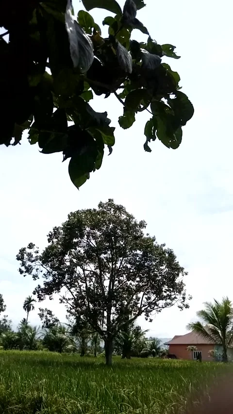 Nature view Video stock 223066050