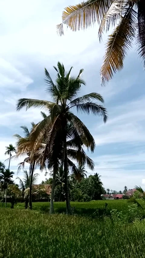 Nature View Stock Footage 223066106