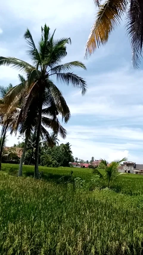 Nature View Stock Footage 223066163