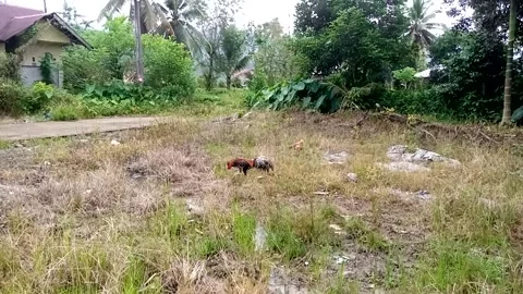 Nature View Stock Footage 225080349