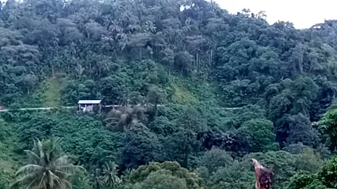 Nature View Stock Footage 226259518