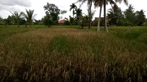 Nature View Stock Footage 226262572