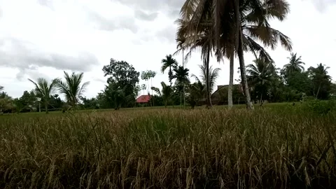 Nature View Stock Footage 226262648