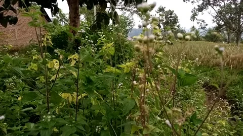 Nature View Stock Footage 226262671