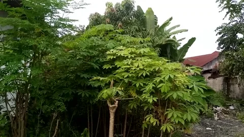 Nature View Video stock 226805740